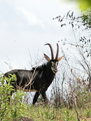 Hippotragus niger roosevelti