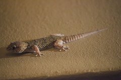 Chondrodactylus bibronii