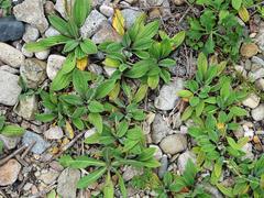 Plantago camtschatica