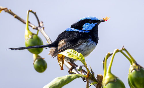 Superb Fairywren, Ventnor VIC 3922, Australia, photo 10 of 10