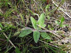 Plantago camtschatica
