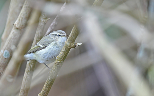 Hume's Leaf Warbler (Phylloscopus humei), photo 4