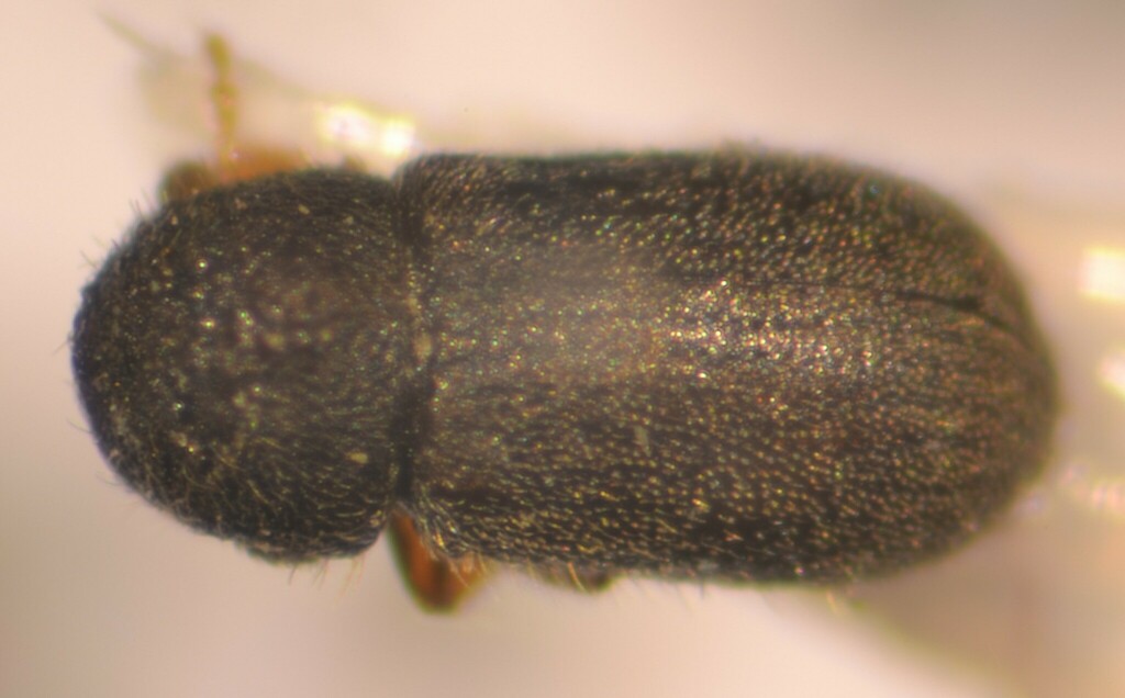 Cryphalus asperatus
