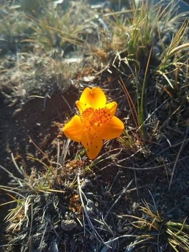 Alstroemeria esteparica (Alstroemeria esteparica)