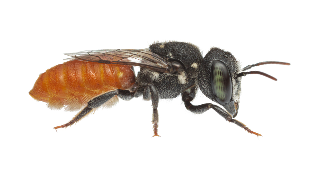 Megachile micrerythrura