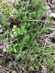 Cruciata pedemontana