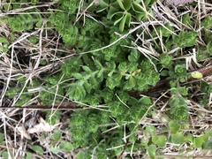 Cruciata pedemontana