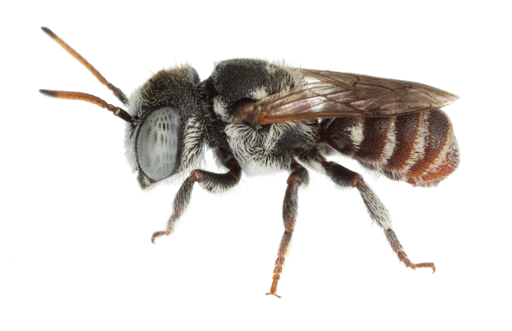 Megachile semicandens