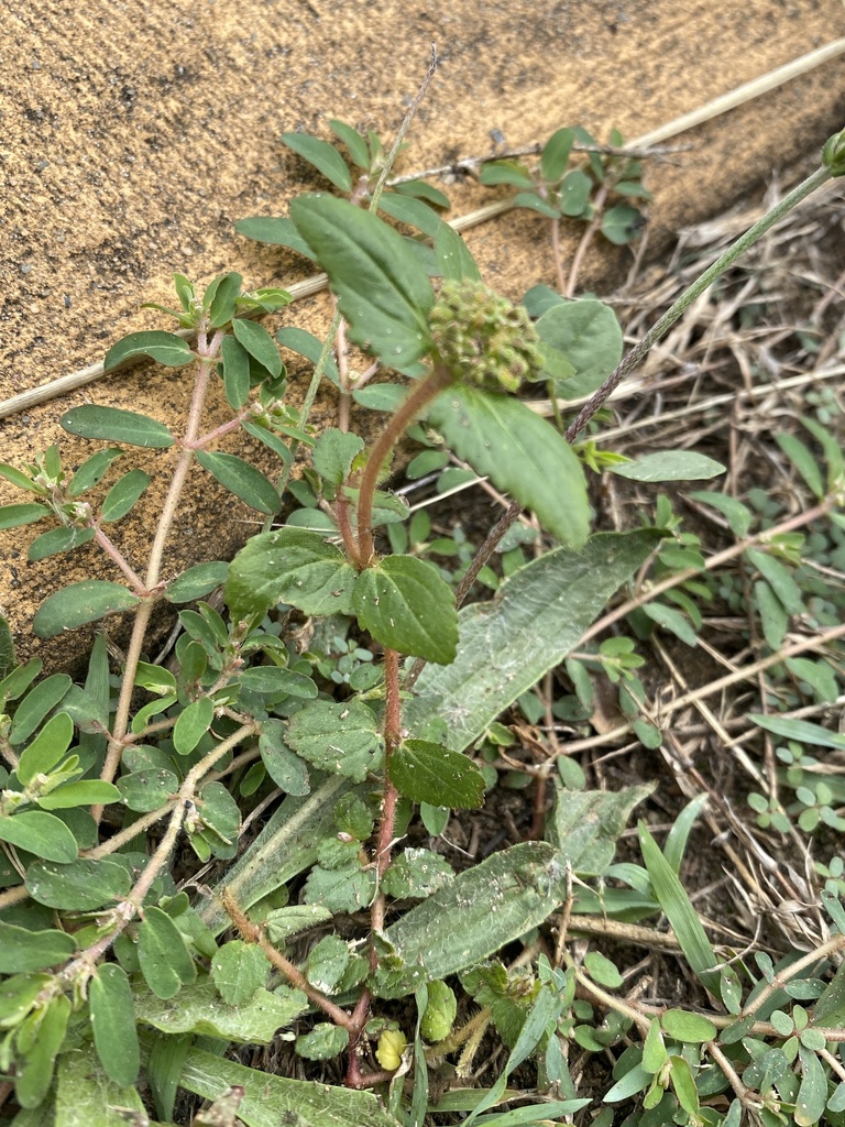 Florida Hammock Sandmat from The Kerry Saxby Wkwy, Ballina, NSW, AU on