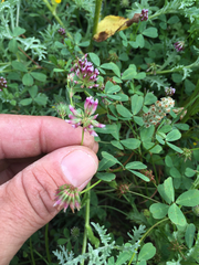 Trifolium gracilentum