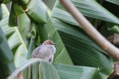 Cisticola hunteri