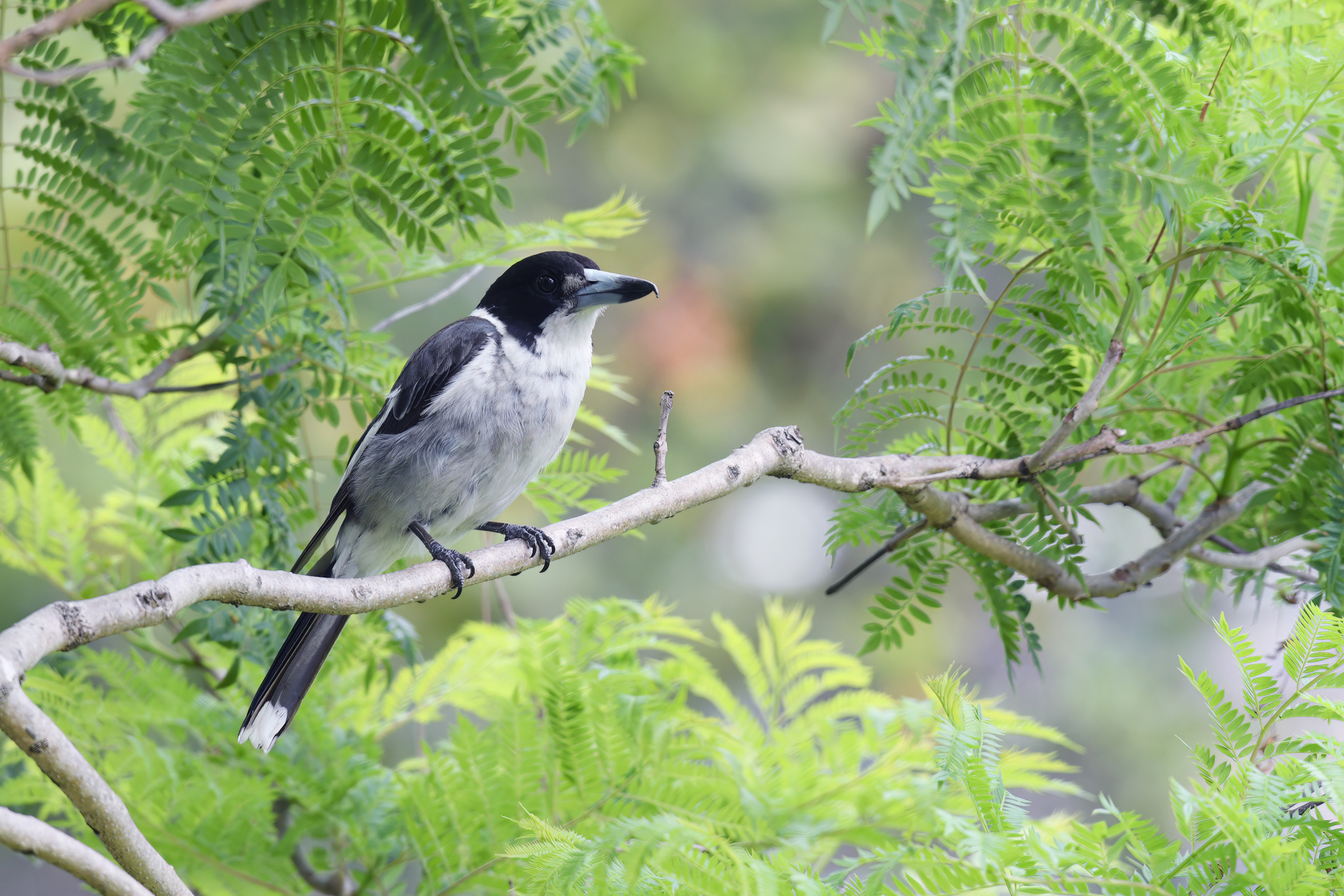 Grey Butcherbird illustration