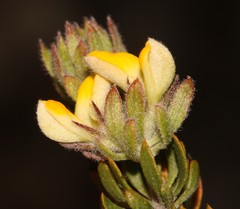 Aspalathus stenophylla