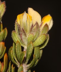 Aspalathus stenophylla