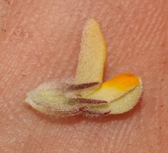 Aspalathus stenophylla