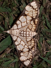 Aphytoceros lucusalis