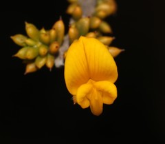 Aspalathus subulata