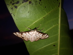 Aphytoceros lucusalis