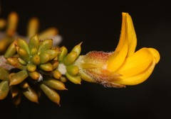 Aspalathus subulata