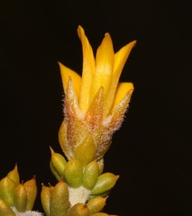 Aspalathus subulata