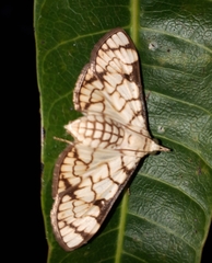 Aphytoceros lucusalis