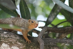 Heliosciurus undulatus