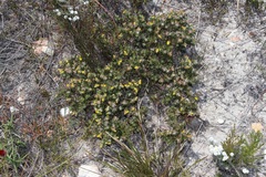 Aspalathus stenophylla