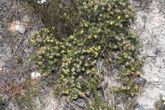 Aspalathus stenophylla