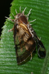 Ophiocordycipitaceae