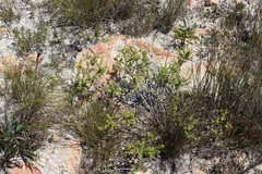 Aspalathus subulata