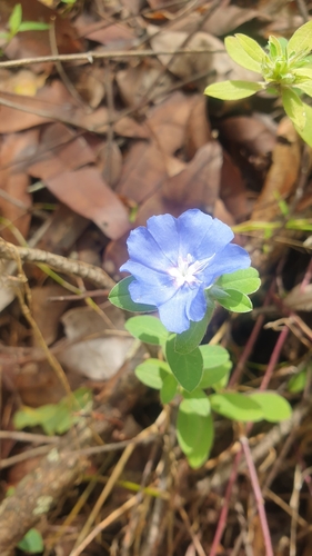 Foto de Azulzinha