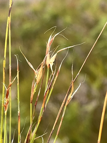Anthochortus ecklonii (Anthochortus ecklonii)