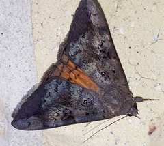 Oxyodes tricolor