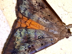 Oxyodes tricolor