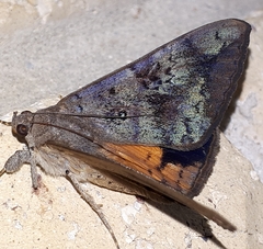 Oxyodes tricolor
