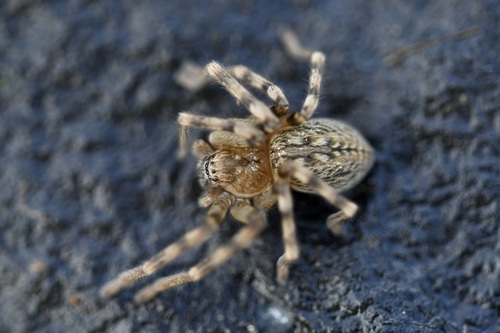 Eusparassus dufouri