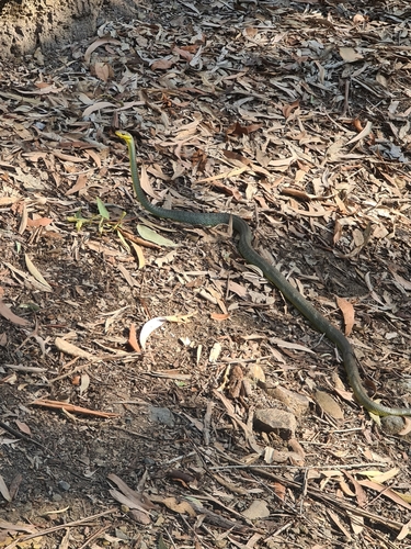 Common Tree Snake sighting