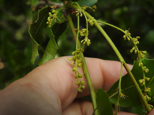 Image of Quercus pseudococcifera by (c) Duarte Frade, some rights reserved (CC BY)