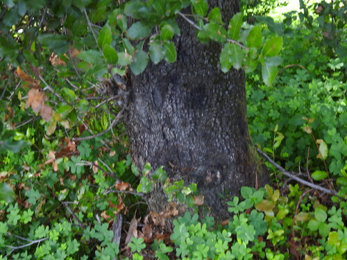 Image of Quercus pseudococcifera by (c) Duarte Frade, some rights reserved (CC BY)