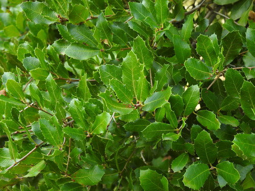 Image of Quercus pseudococcifera by (c) Duarte Frade, some rights reserved (CC BY)