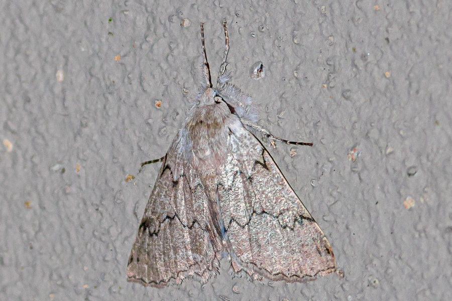 Planociampa augustinei