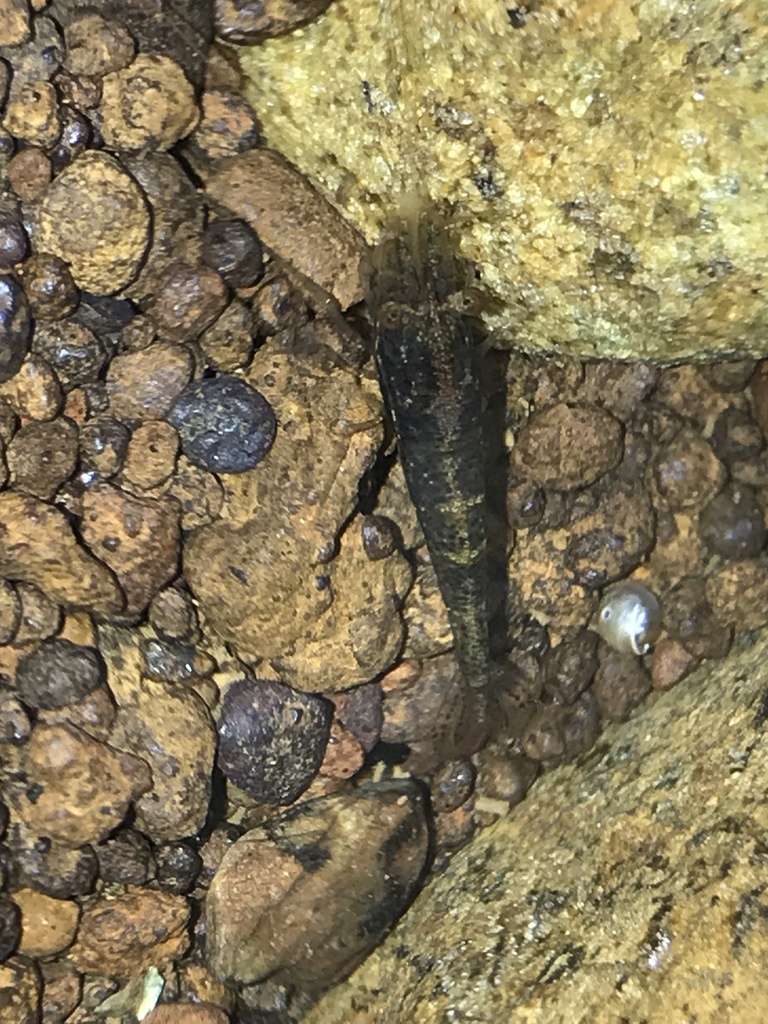 Paratya caledonica
