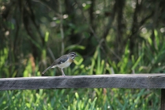Cercotrichas quadrivirgata