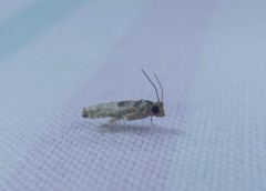 Spilonota constrictana