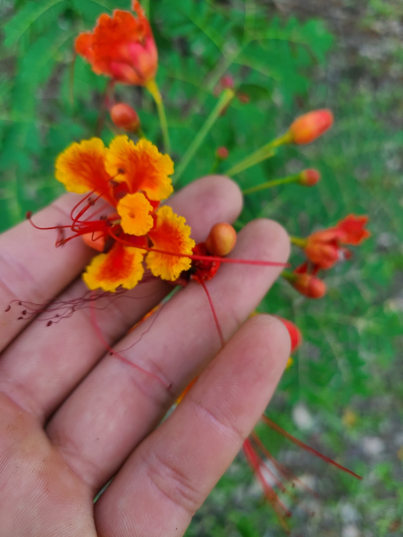 Imagem de Flamboyant-de-jardim