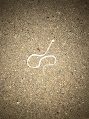 Trimorphodon lyrophanes