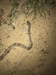 Trimorphodon lyrophanes