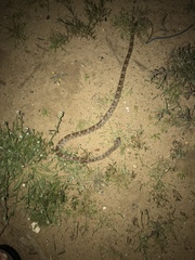 Trimorphodon lyrophanes