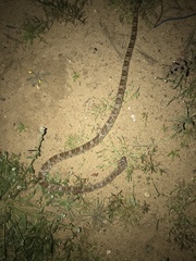 Trimorphodon lyrophanes