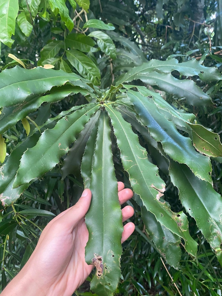 Roughshell Queensland Nut from Tamborine National Park, Tamborine